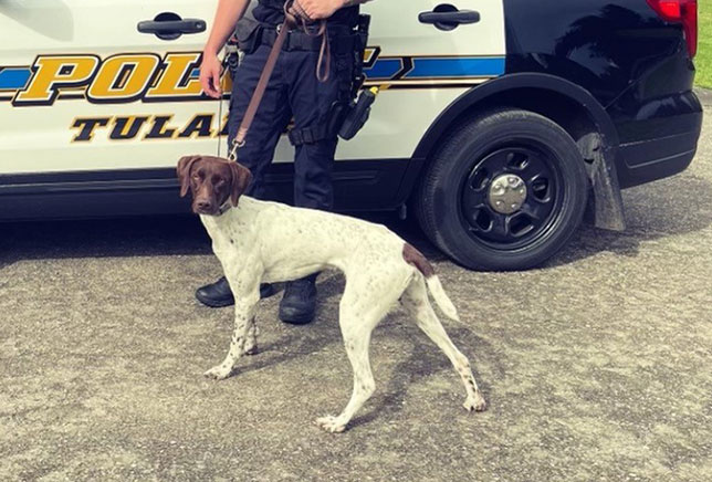 Officer with K-9 Unit of the Tulalip Tribal Police Department image. 