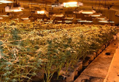 Tulalip Police searched an illegal marijuana grow on the reservation, discovering several buildings with more than 1500 plants. 