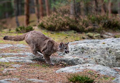 Tulalip Tribal Police Department Media Release cougar sightings image. 